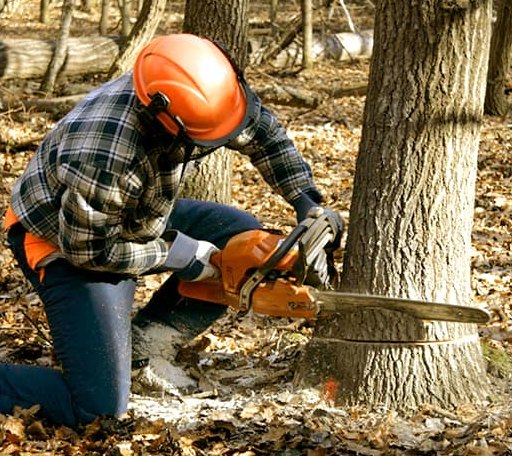 Tree Removal in Harmony, MN